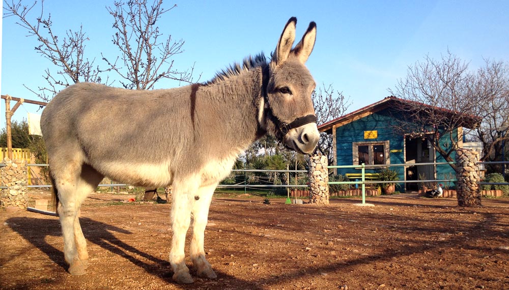 Donkeysland • ΤΟ ΕΛΛΗΝΙΚΟ ΚΕΝΤΡΟ ΓΙΑ ΤΟ ΓΑΪΔΟΥΡΙ